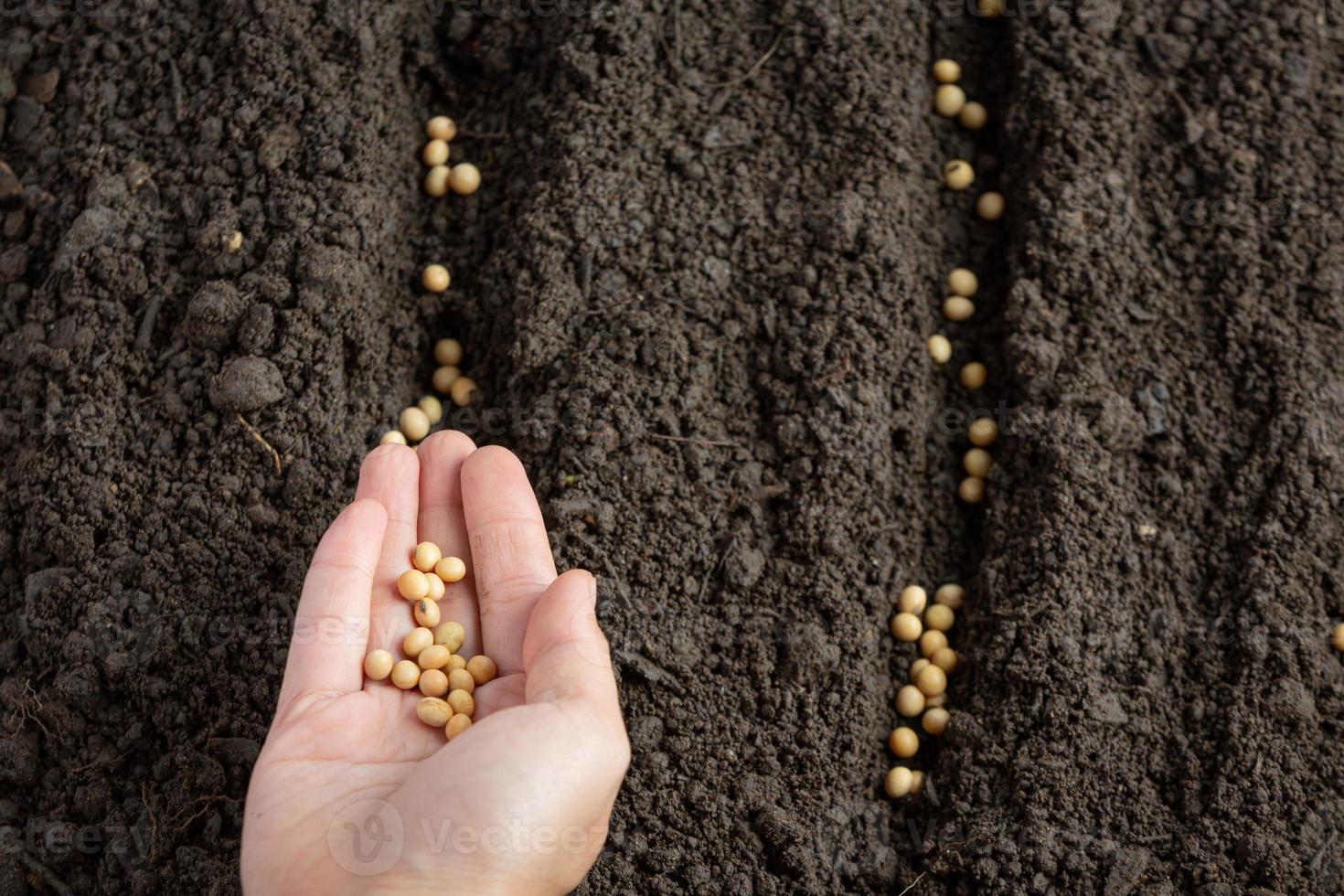 mulher plantando soja em espaço de solo fértil para texto. foto
