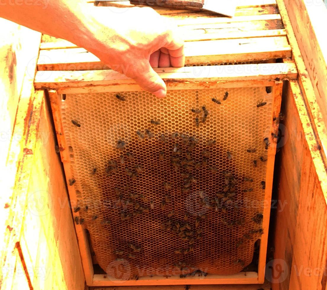 textura de hexágono de fundo, favo de mel de cera de uma colmeia de abelhas foto