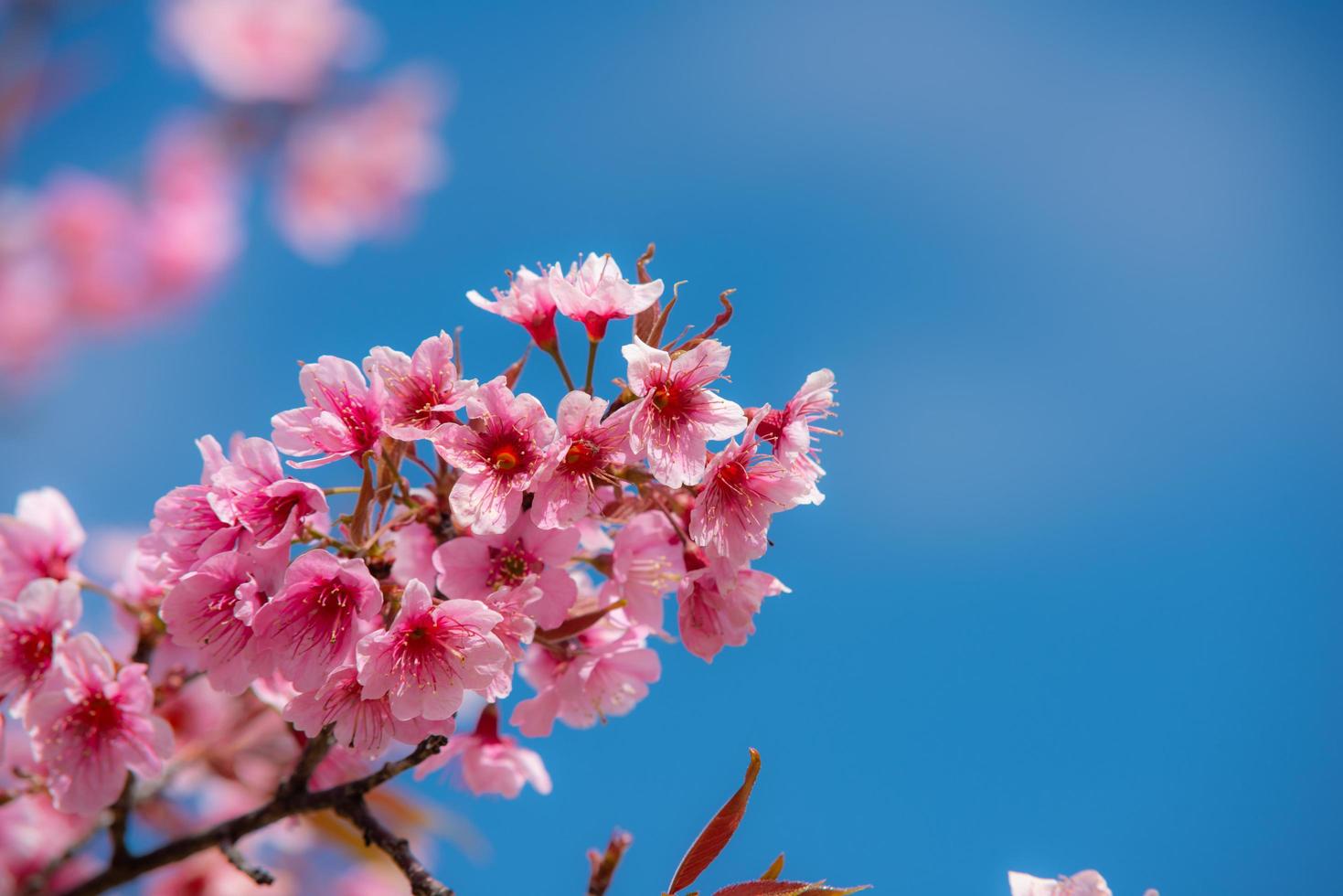 bela sakura ou flor de cerejeira na primavera foto