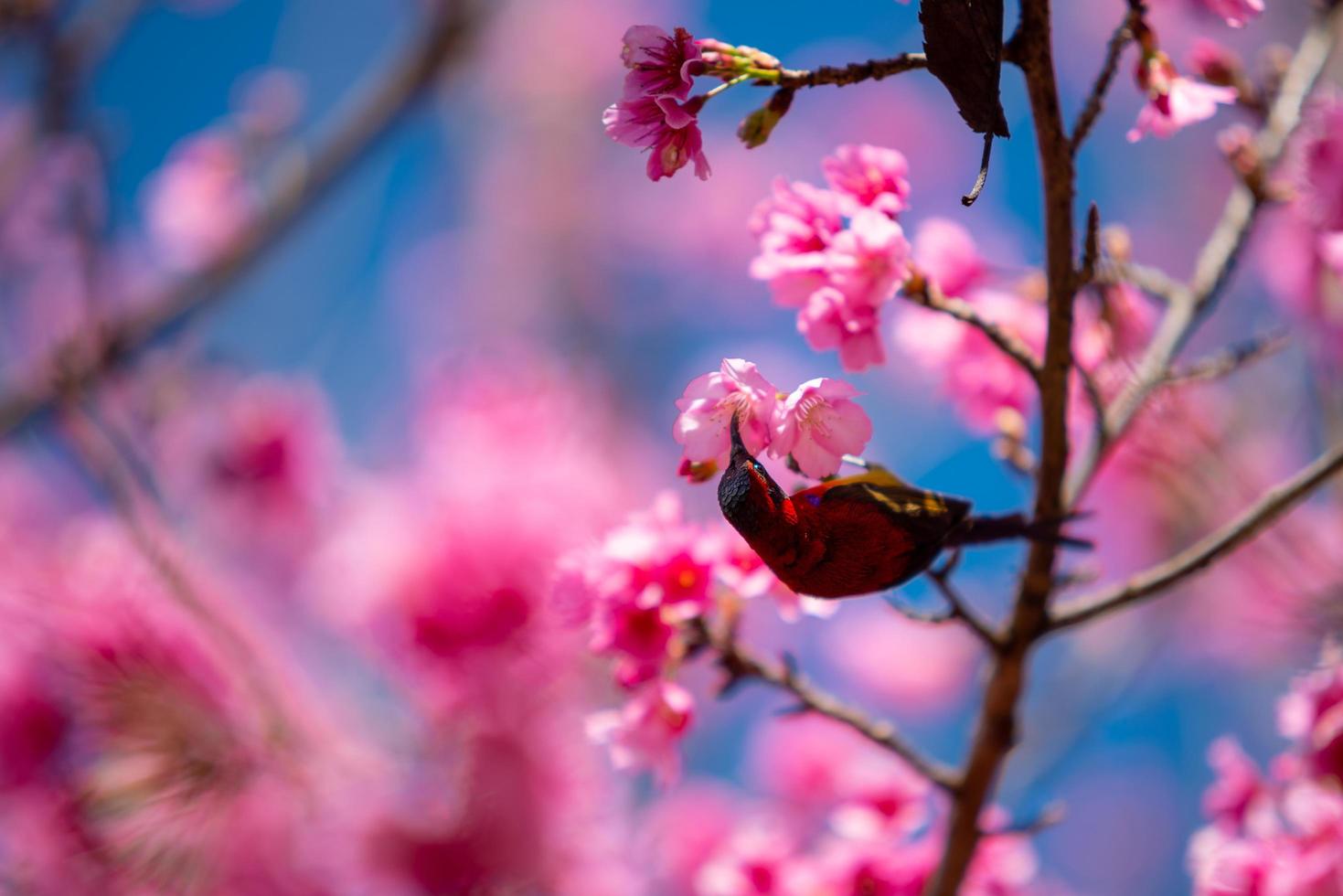 bela sakura ou flor de cerejeira na primavera foto