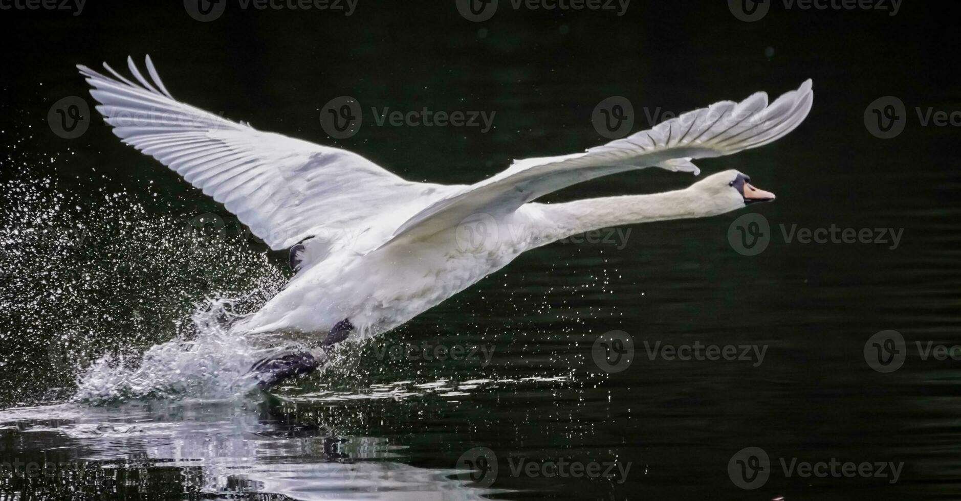 mudo cisne pássaro, cygnus cor, levando fora foto