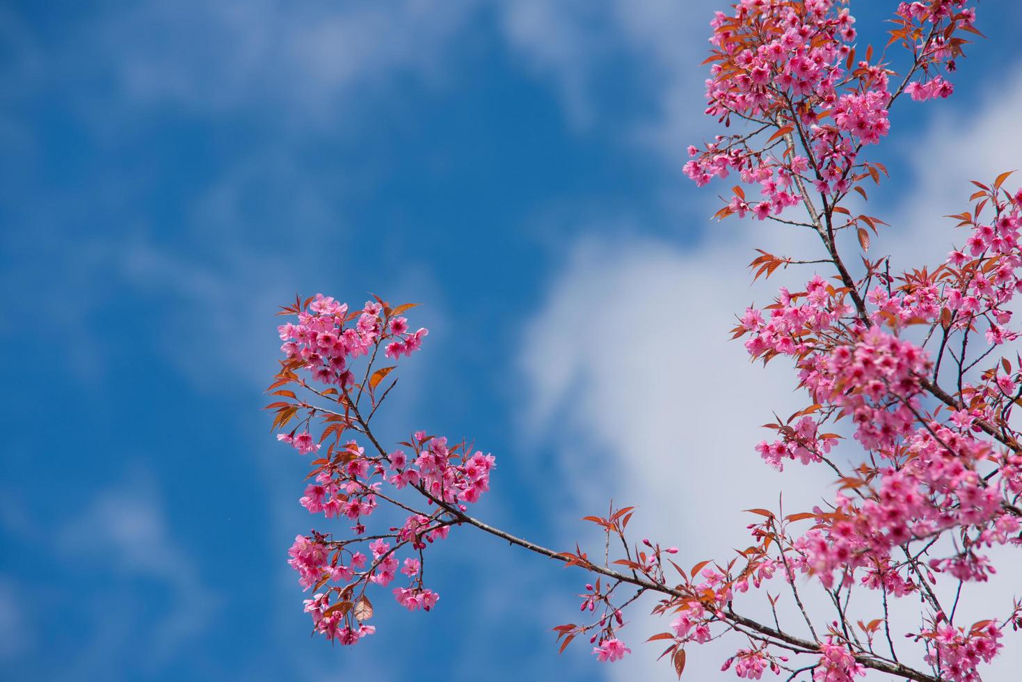 bela sakura ou flor de cerejeira na primavera foto