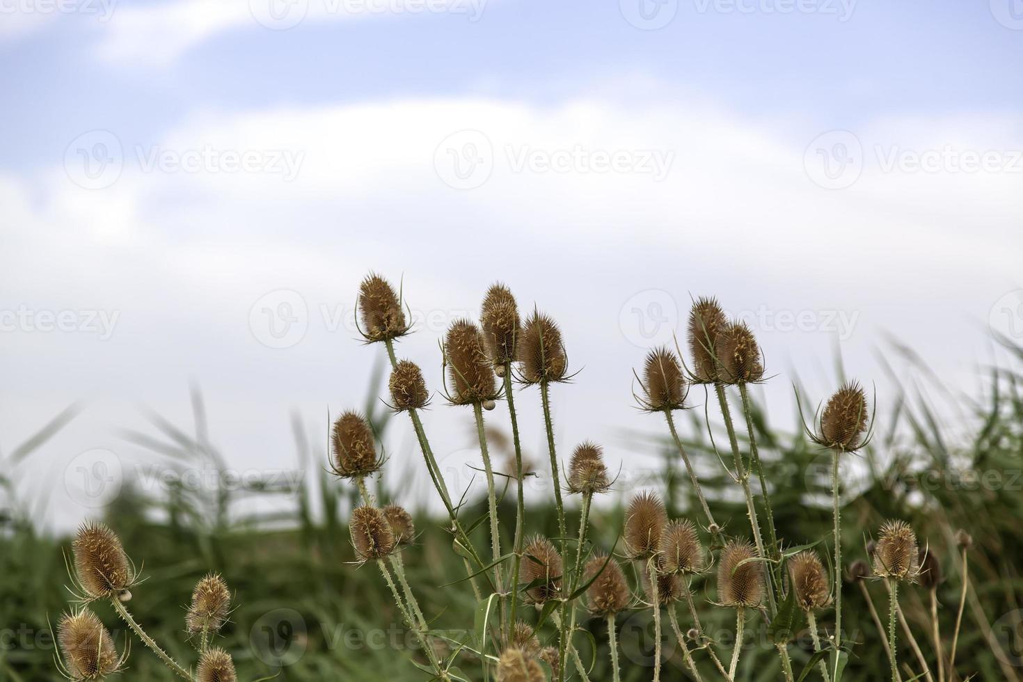 espinhos de borriqueros no campo foto