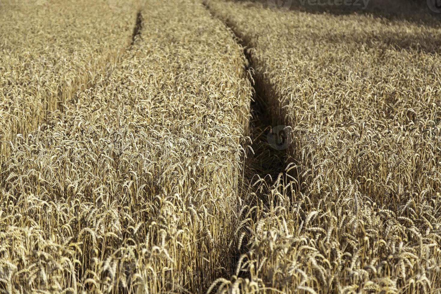 campo de trigo com rastros de carro foto