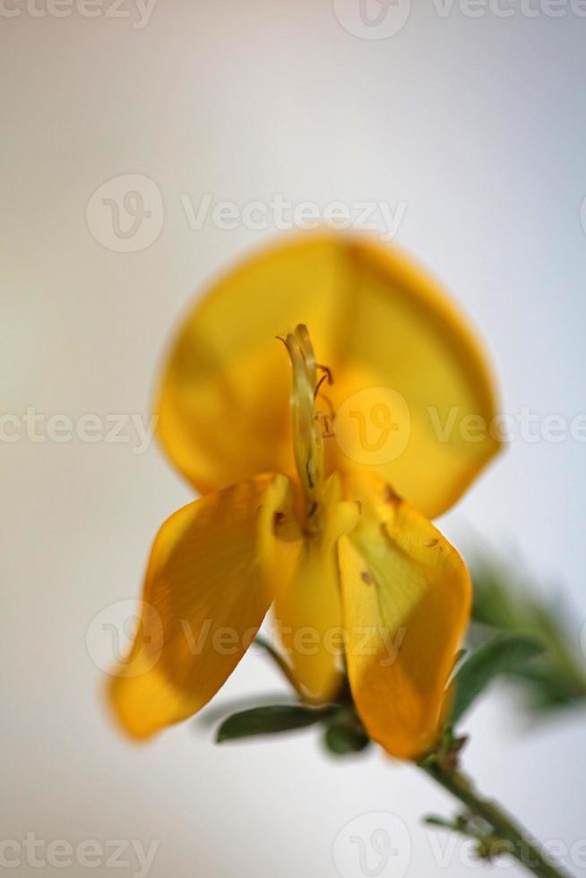 flor flor close up spartium jenceum family leguminosae botanicaly foto