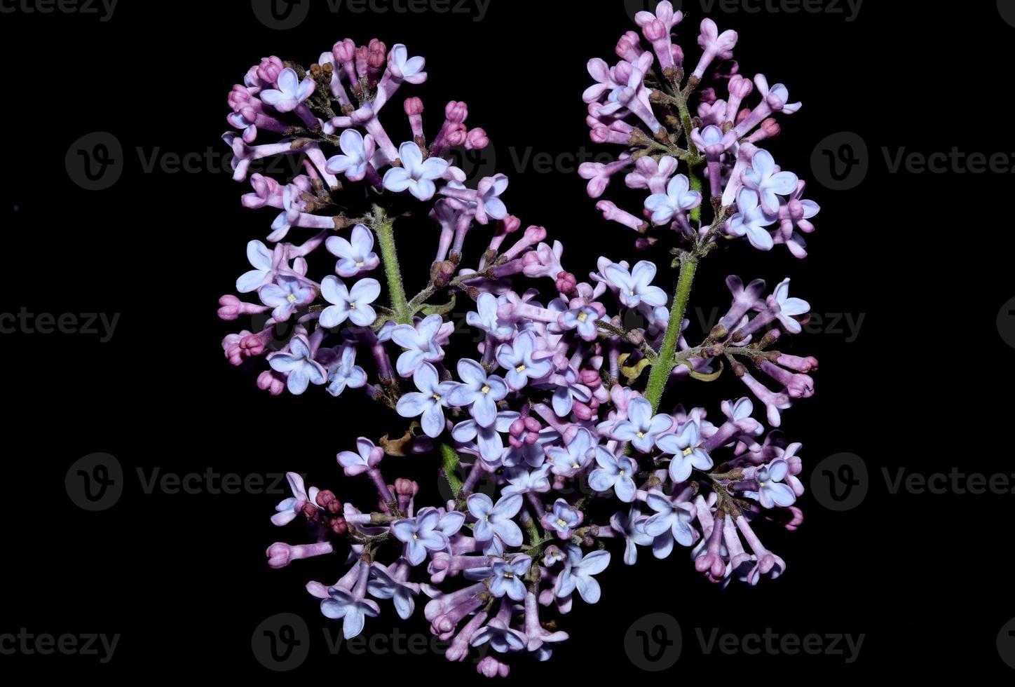 flor flor macro fundo siringa vulgaris família oleaceae impressão foto