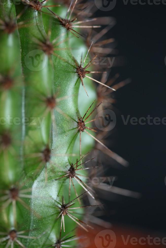 cacto close up stenocereus thurberi família cactaceae botânica moderna foto