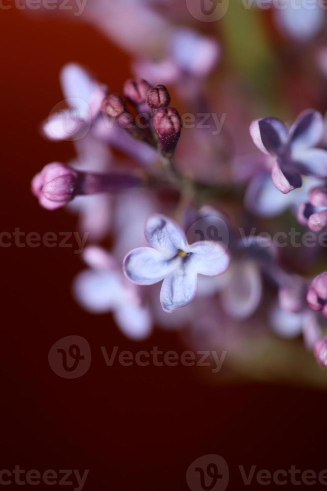 flor flor macro fundo siringa vulgaris família oleaceae impressão foto