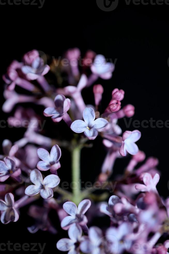 flor flor macro fundo siringa vulgaris família oleaceae impressão foto