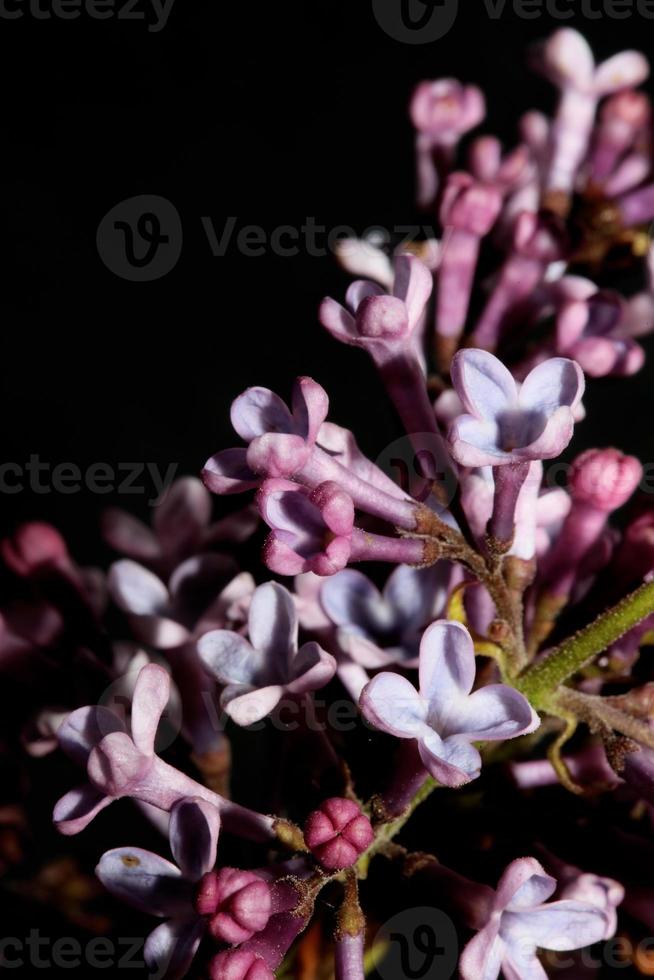 flor flor macro fundo siringa vulgaris família oleaceae impressão foto