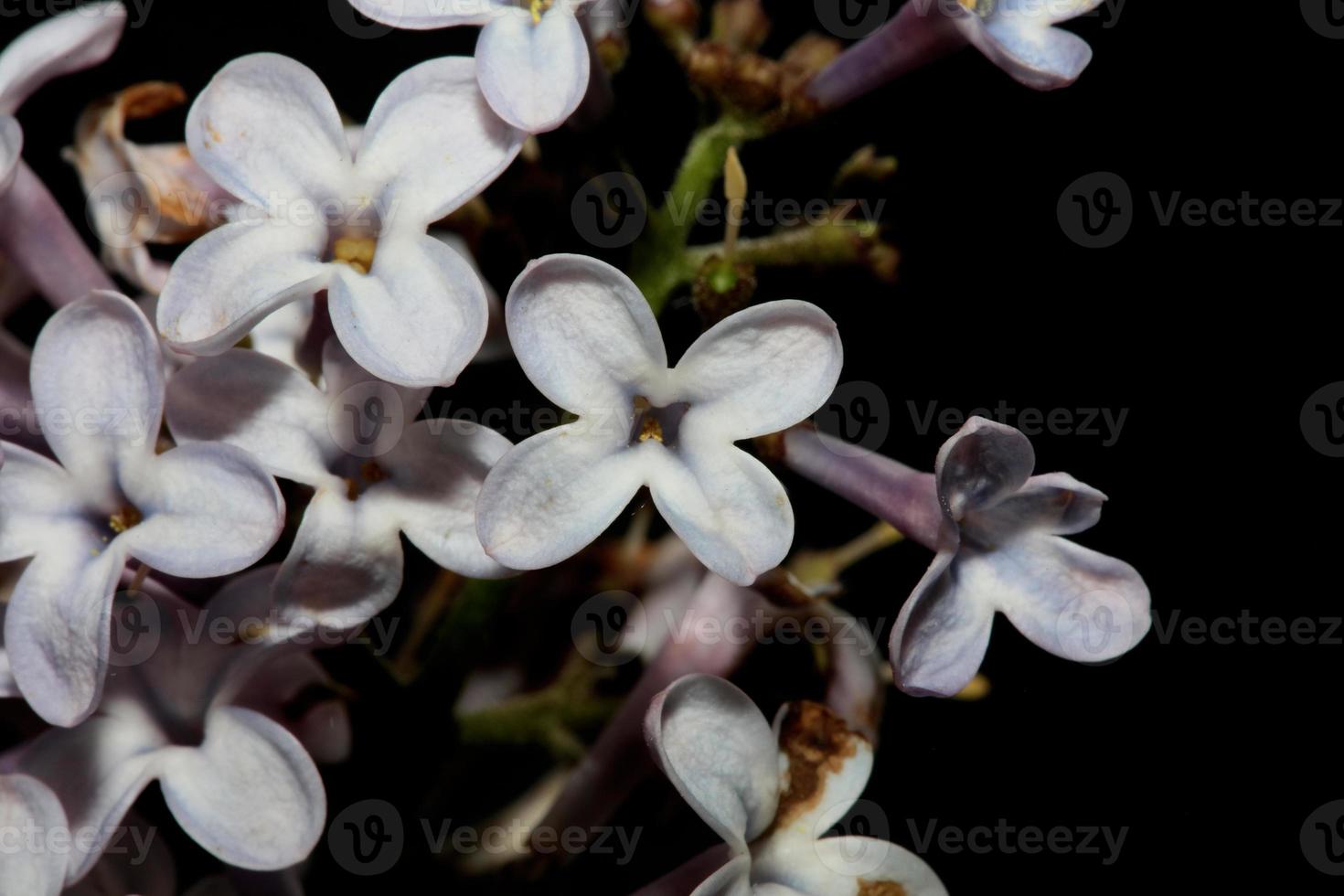 flor flor macro fundo siringa vulgaris família oleaceae impressão foto