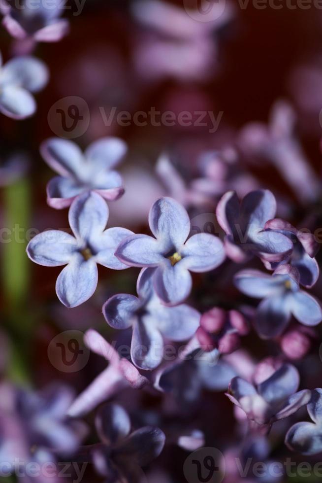 flor flor macro fundo siringa vulgaris família oleaceae impressão foto