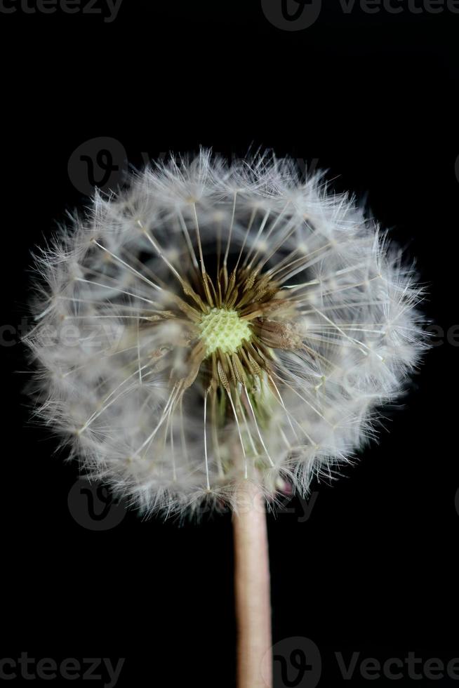 flor flor close up taraxacum officinale blow ball asteraceae foto