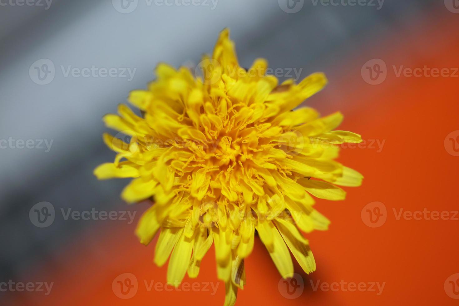 flor selvagem close up taraxacum officinale dandelion asteraceae foto