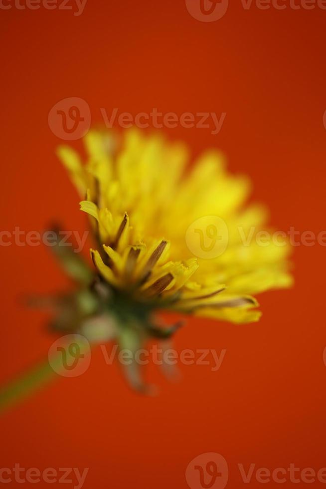 flor selvagem close up taraxacum officinale dandelion asteraceae foto