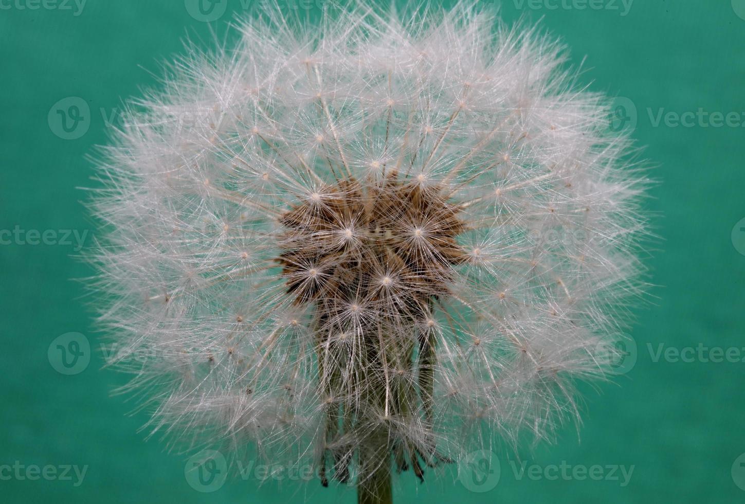 flor flor taraxacum officinale dente-de-leão família asteraceae foto