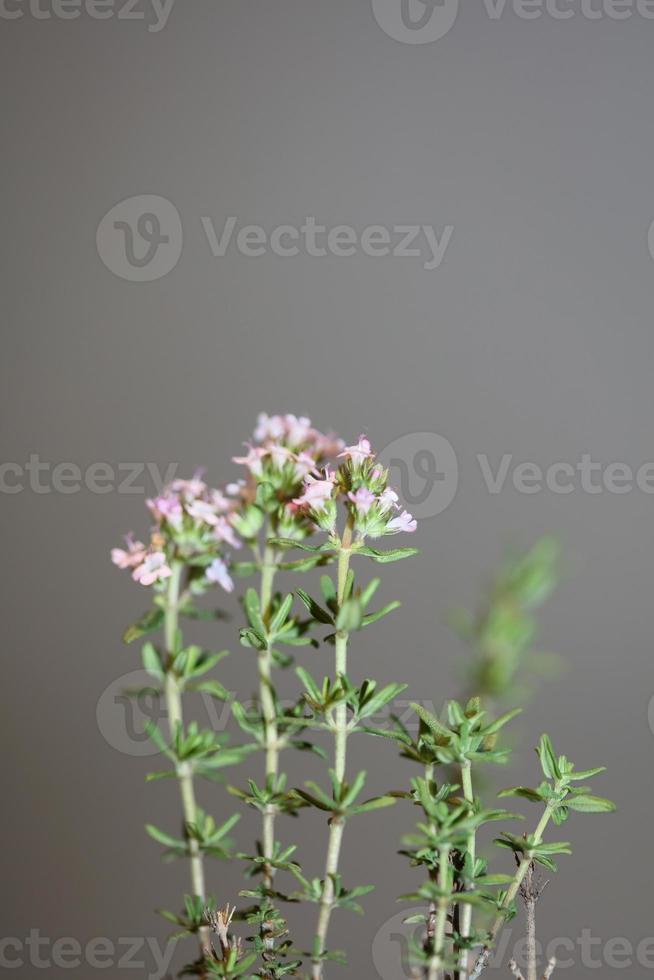 flor flor close up thymus vulgaris família lamiaceae background foto