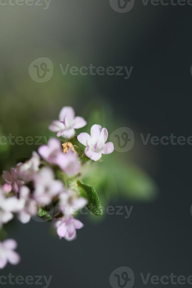 flor flor close up thymus vulgaris família lamiaceae background foto