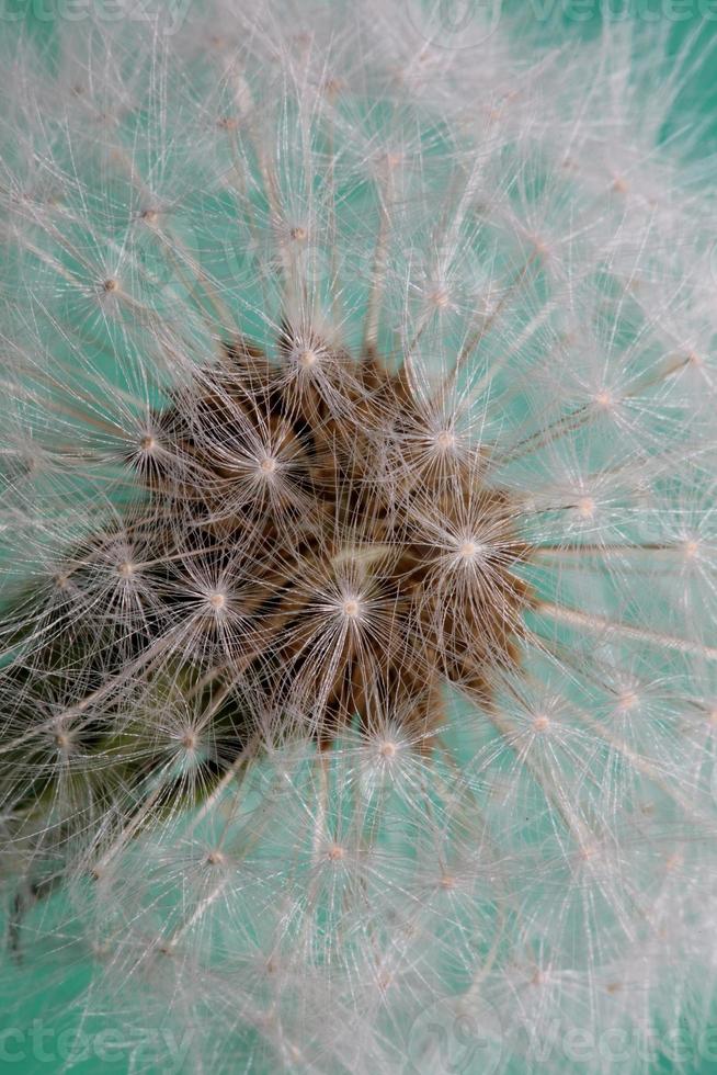 flor flor taraxacum officinale dente-de-leão família asteraceae foto