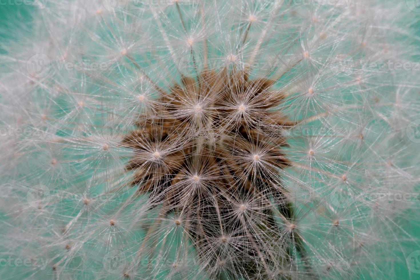 flor flor taraxacum officinale dente-de-leão família asteraceae foto