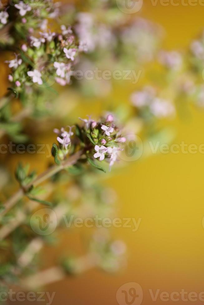 flor flor close up thymus vulgaris família lamiaceae background foto