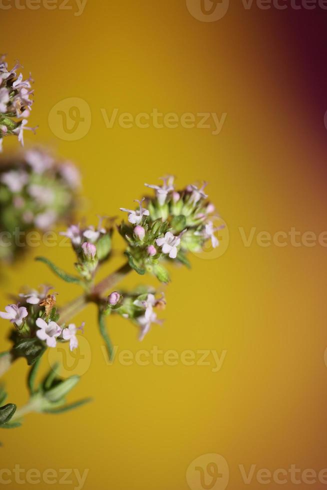 flor flor close up thymus vulgaris família lamiaceae background foto