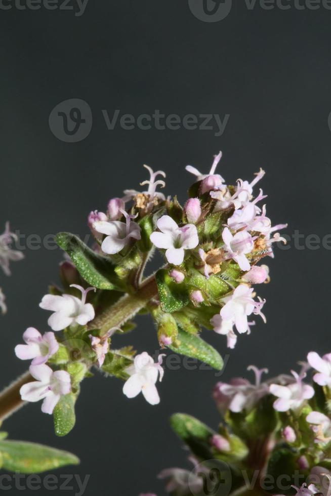 flor flor close up thymus vulgaris família lamiaceae background foto