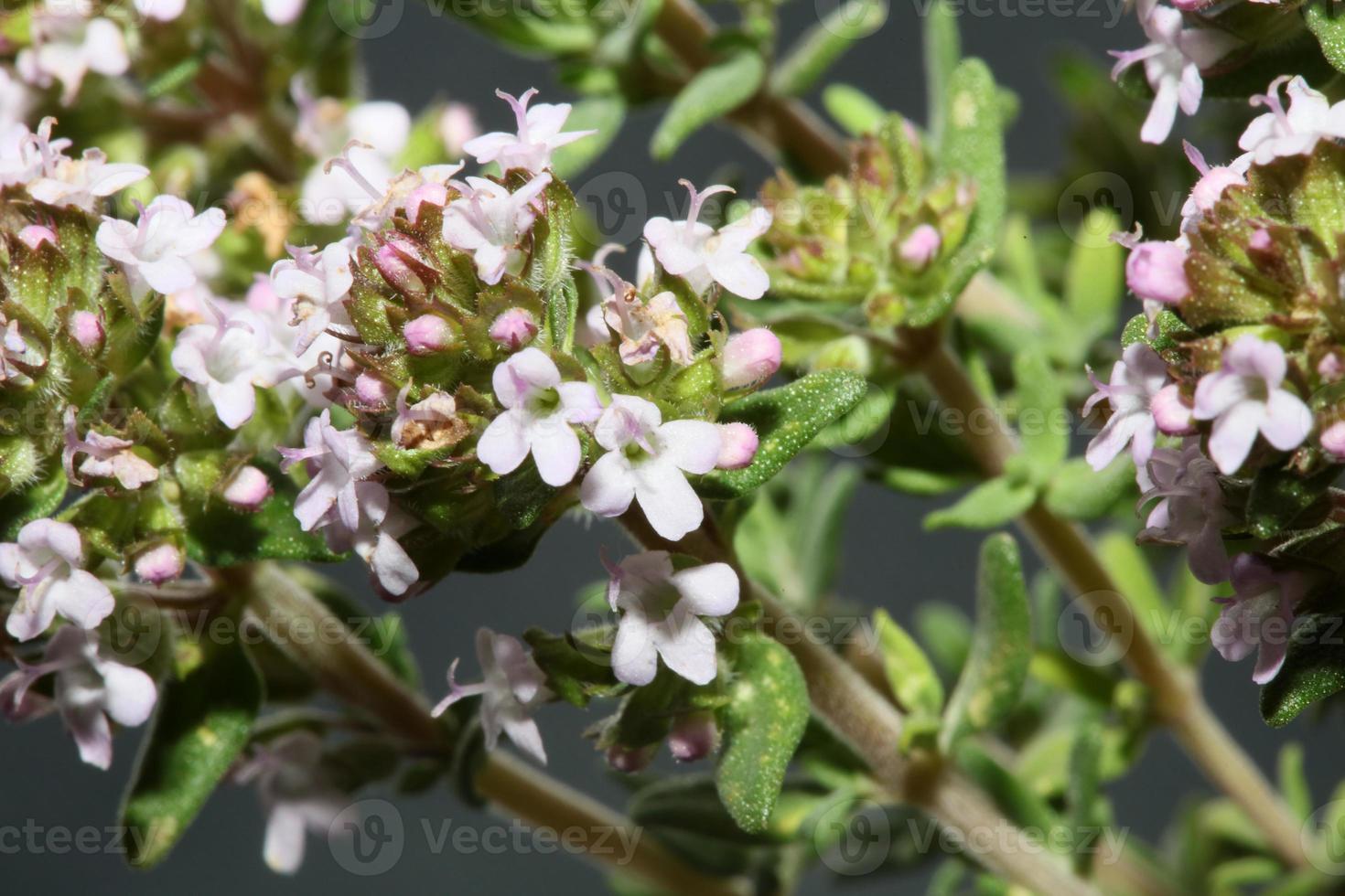 flor flor close up thymus vulgaris família lamiaceae background foto