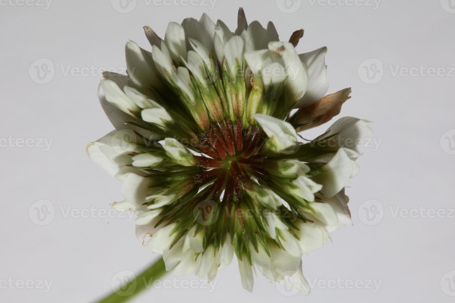 flor flor close up fundo trifolium nigrescens leguminosae foto