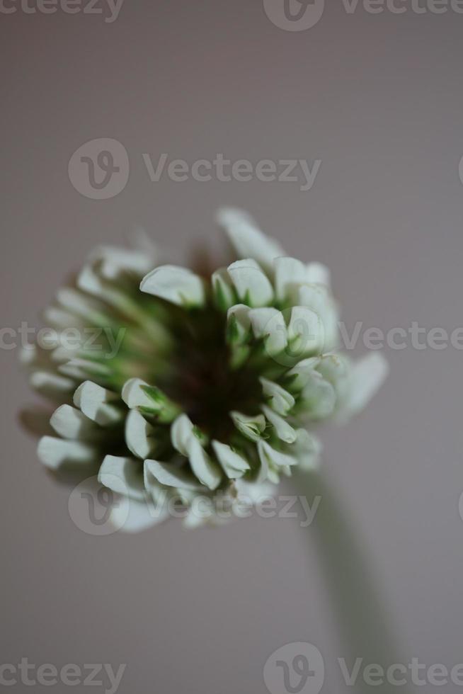 flor flor close up fundo trifolium nigrescens leguminosae foto