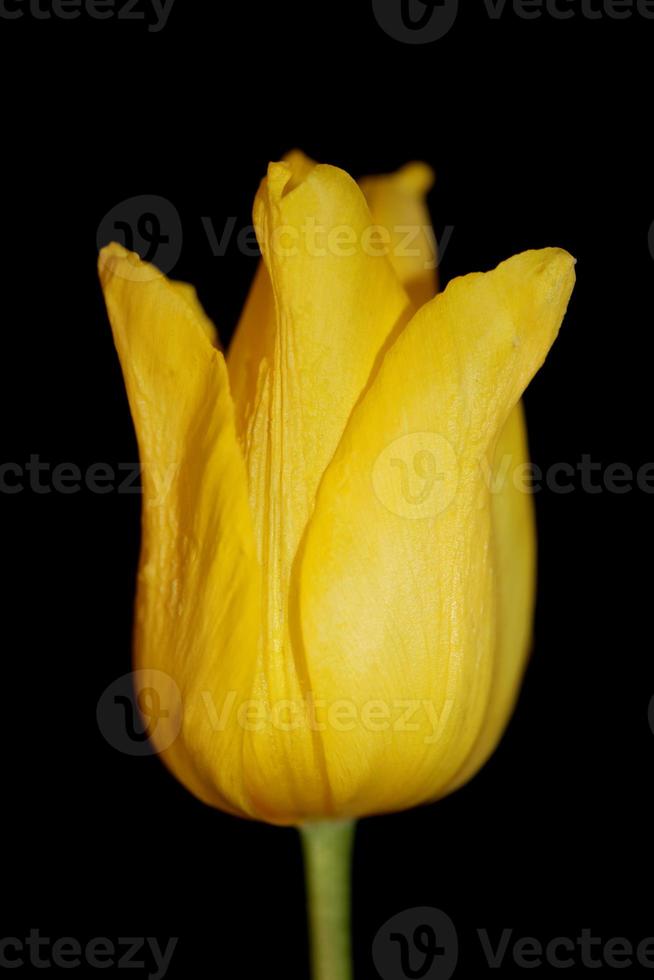 flor tulipa close up fundo família liliaceae botânico moderno foto