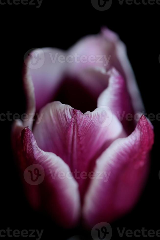 flor tulipa close up fundo família liliaceae botânico moderno foto