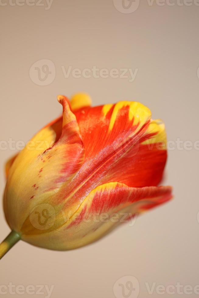 flor tulipa close up fundo família liliaceae botânico moderno foto