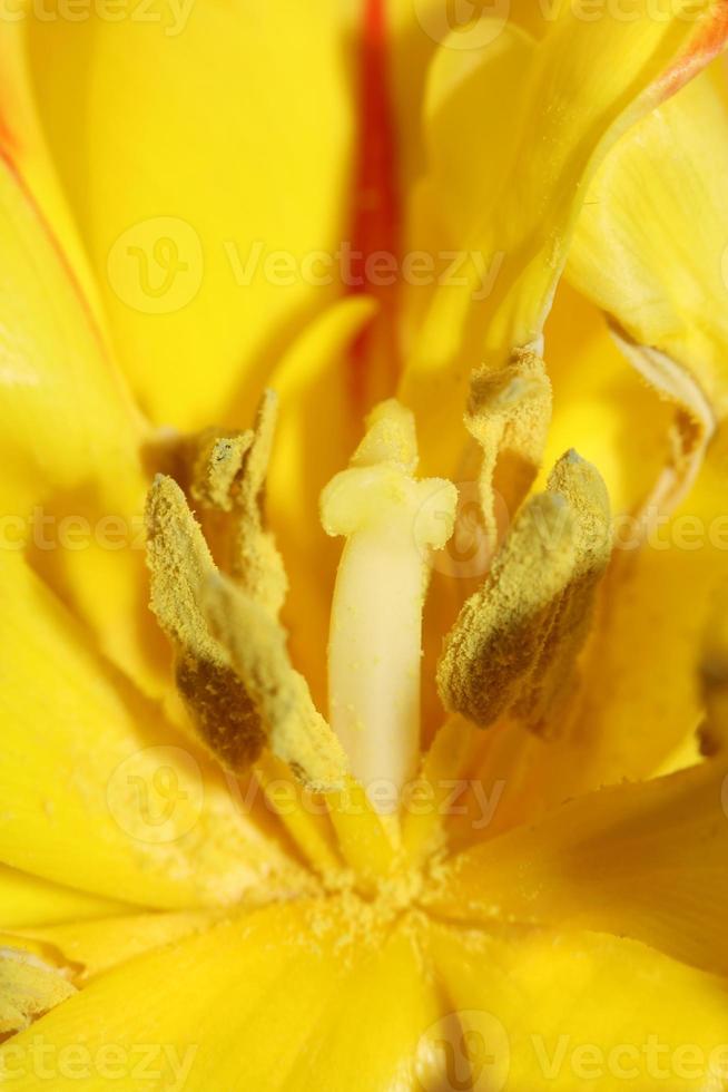 tulipa close up background family liliaceae botânico estampas modernas foto