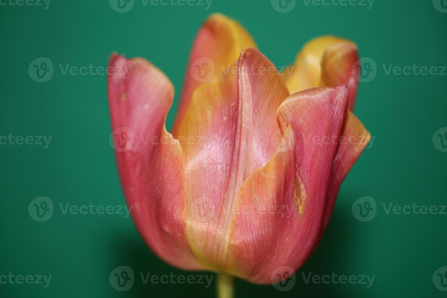 tulipa close up background family liliaceae botânico estampas modernas foto