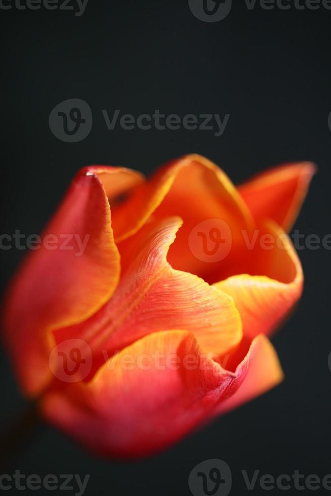 tulipa close up background family liliaceae botânico estampas modernas foto