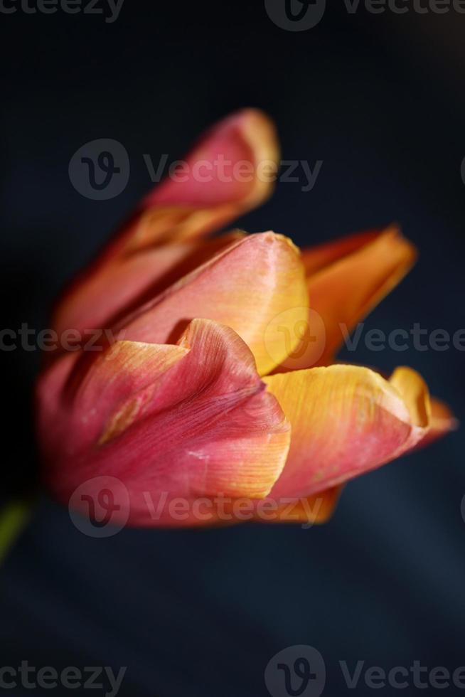 tulipa close up background family liliaceae botânico estampas modernas foto