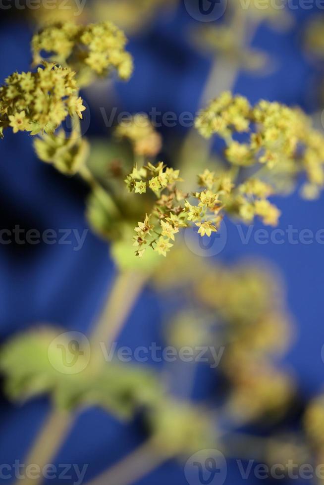 flor da flor de perto impressões em tamanho grande de alta qualidade foto