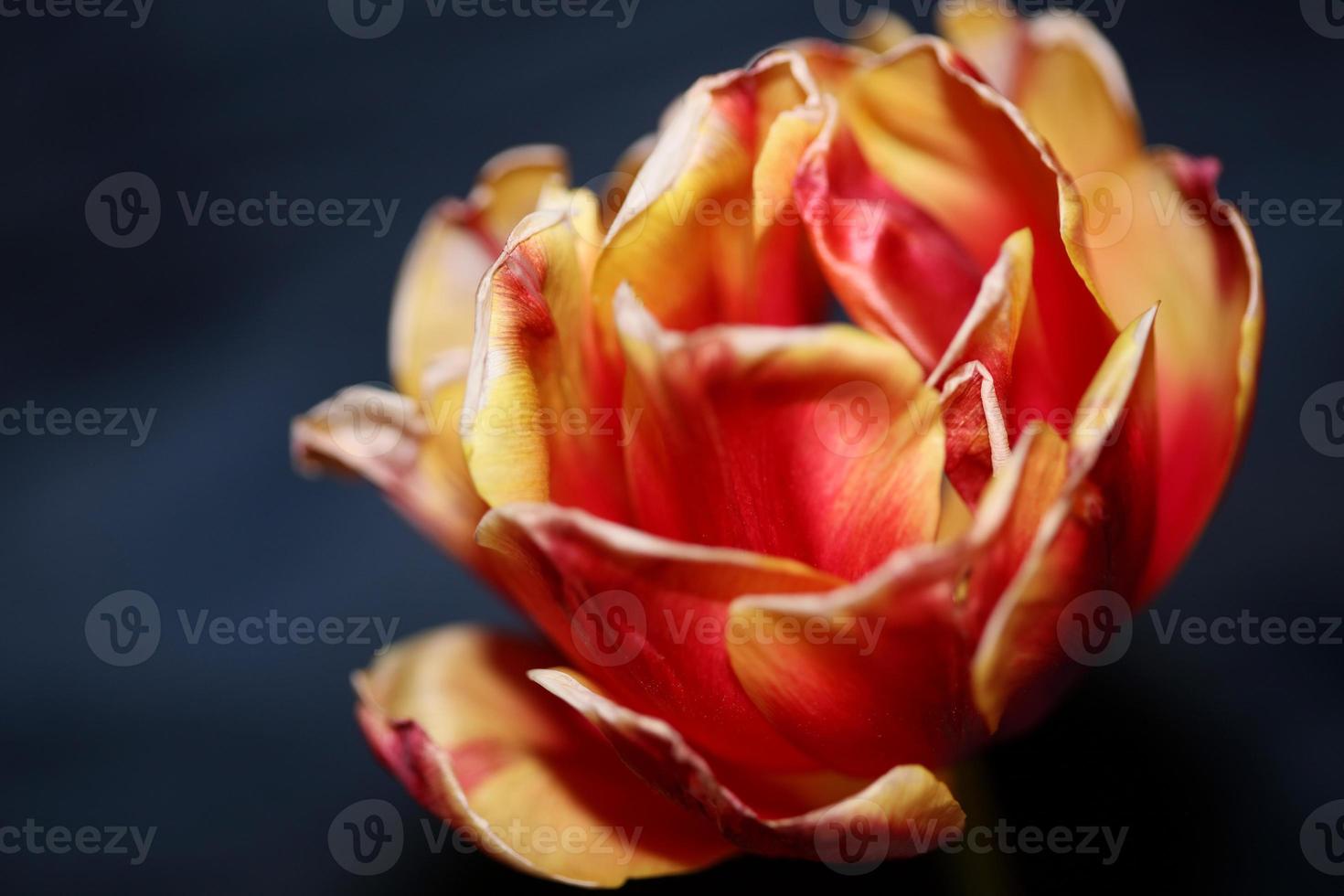 tulipa close up background family liliaceae botânico estampas modernas foto