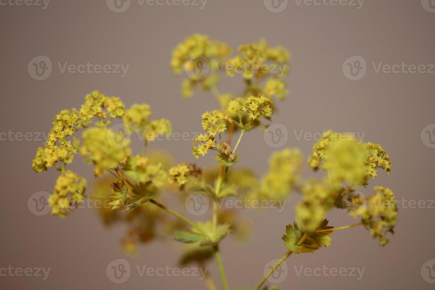 flor da flor de perto impressões em tamanho grande de alta qualidade foto