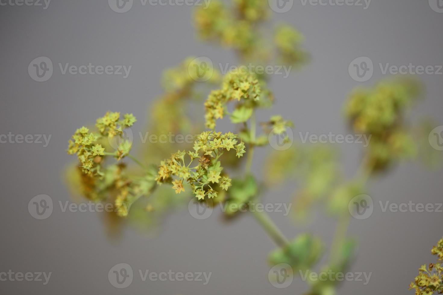 flor da flor de perto impressões em tamanho grande de alta qualidade foto