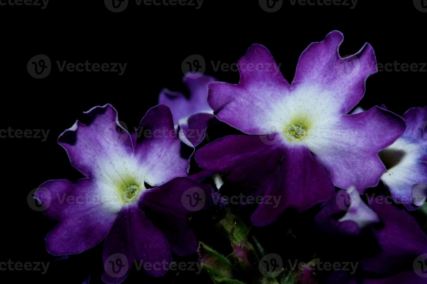 flor de flor colorida close up verbena híbrido família verbenaceae foto