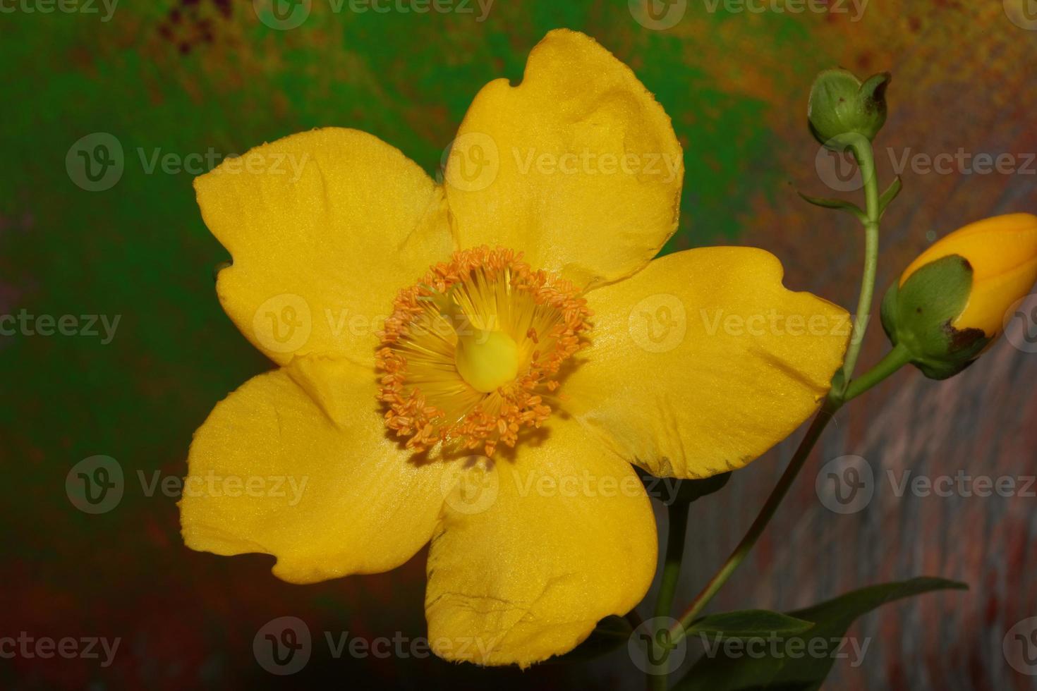 flor close up florescendo fundo botânico foto