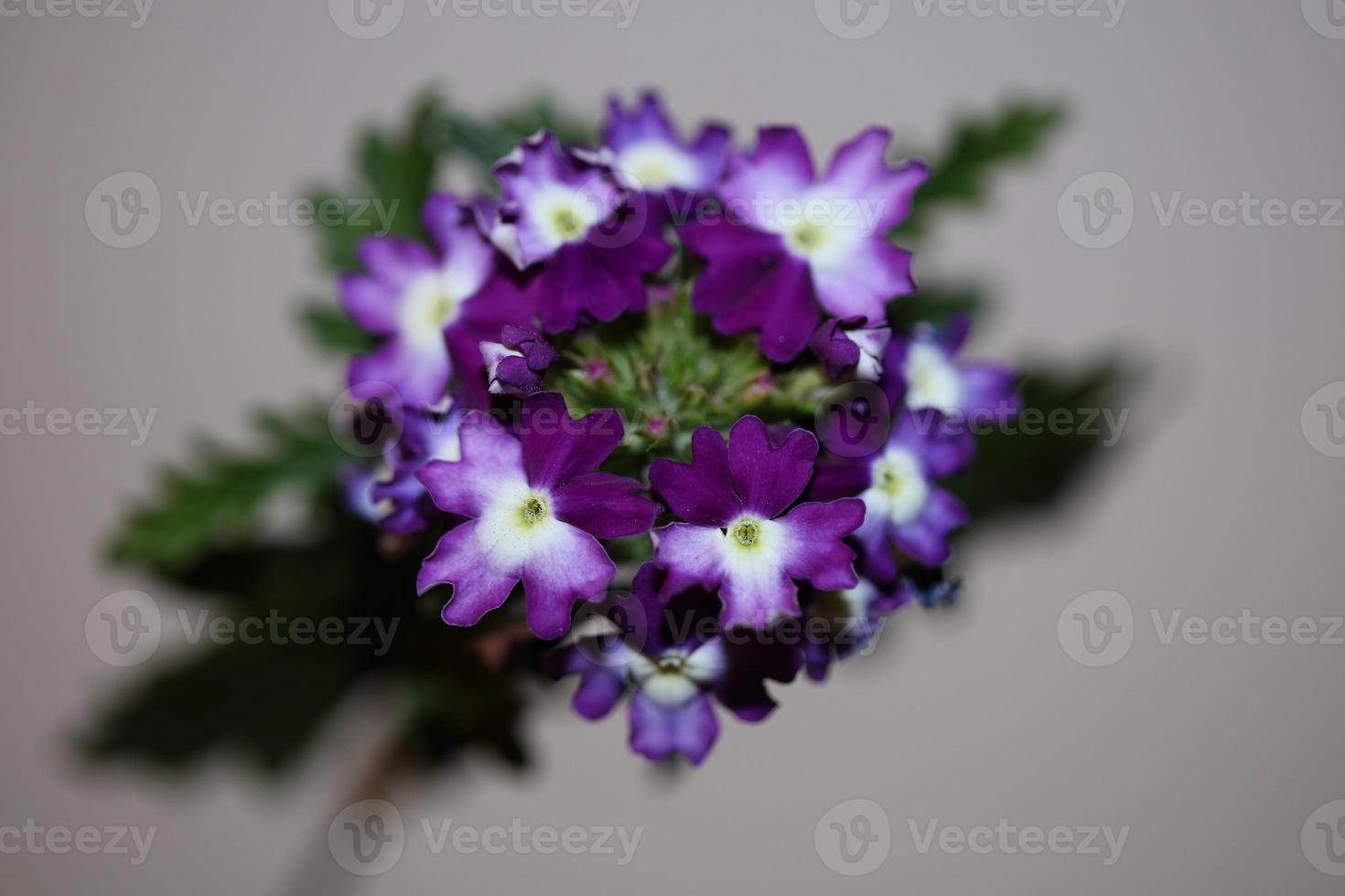 flor de flor colorida close up verbena híbrido família verbenaceae foto