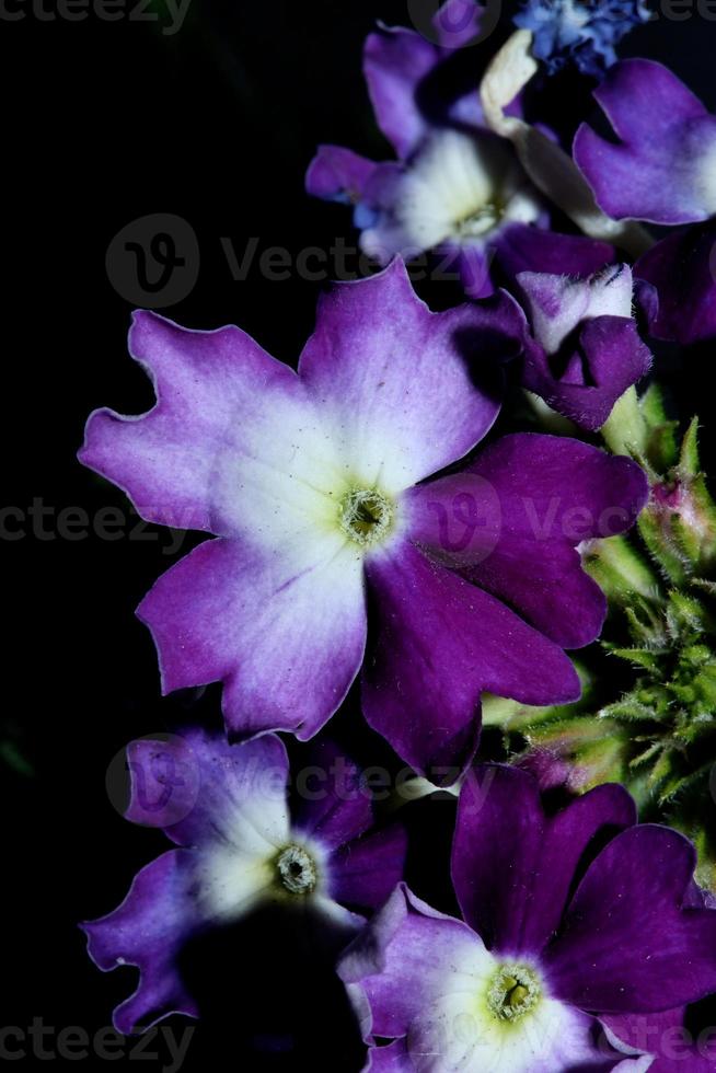 flor de flor colorida close up verbena híbrido família verbenaceae foto