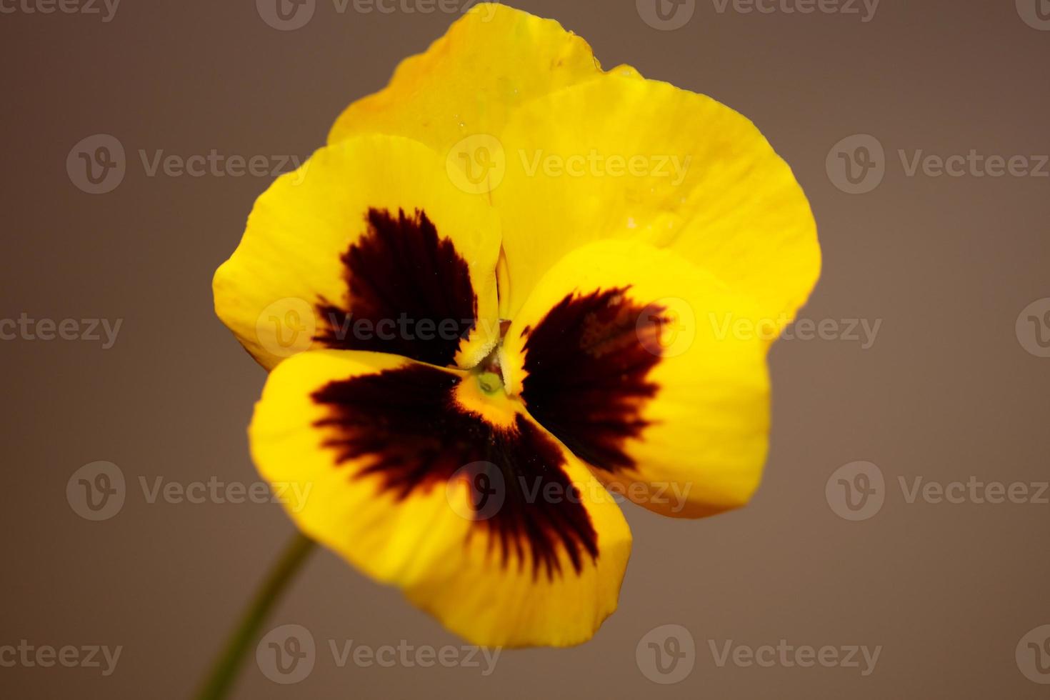 flor de viola flor flor família violaceae close up estampa botânica foto