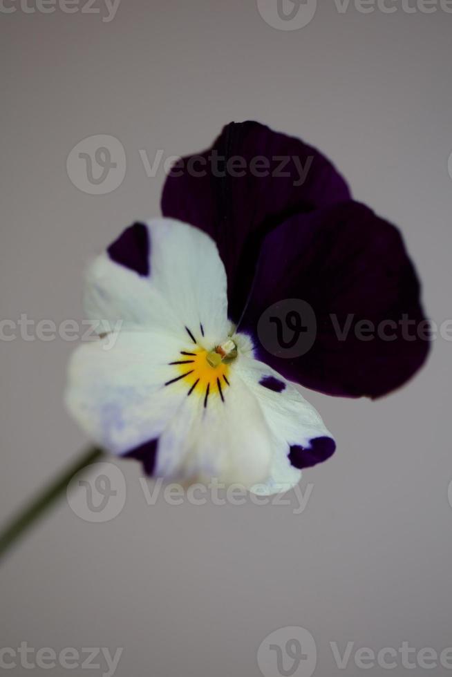 flor de viola flor flor família violaceae close up estampa botânica foto