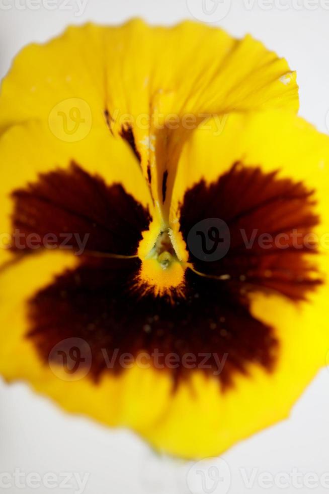 flor de viola flor flor família violaceae close up estampa botânica foto