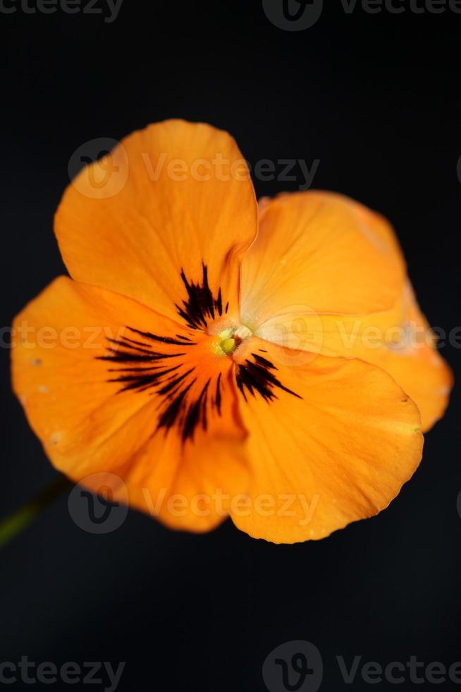 flor de viola flor flor família violaceae close up estampa botânica foto