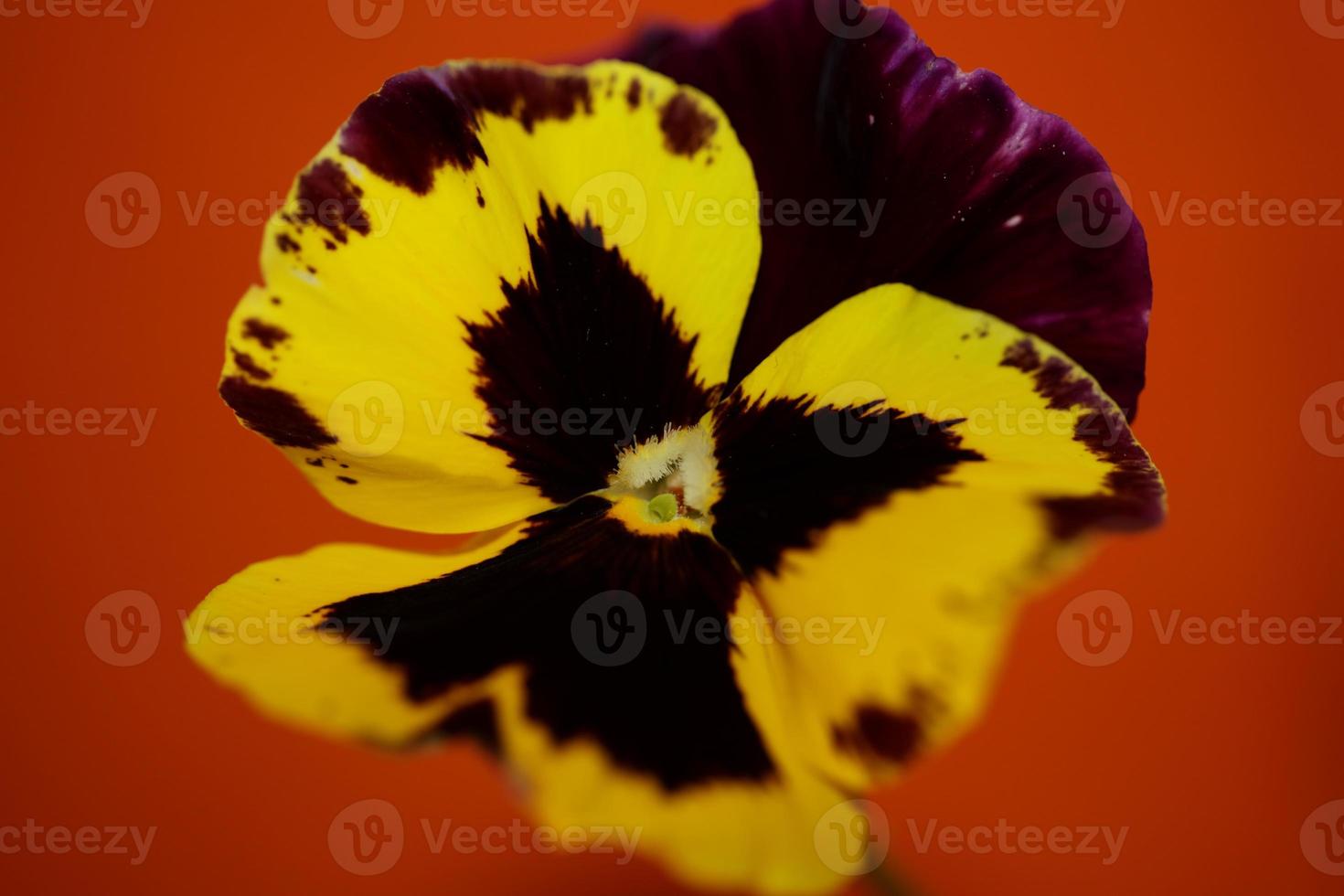 flor de viola flor flor família violaceae close up estampa botânica foto